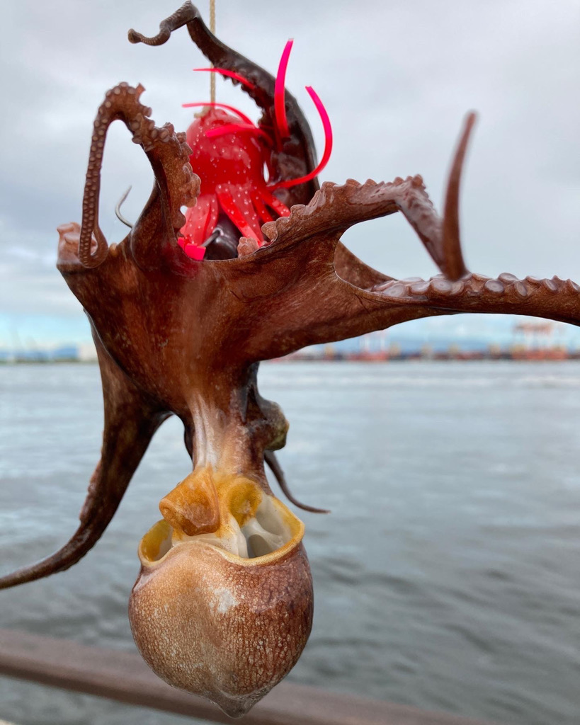 湾奥コスモ蛸事情。何とか6杯。。