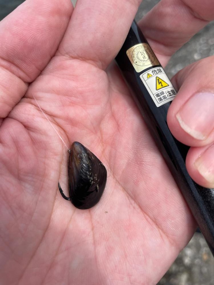 チヌ落とし込み