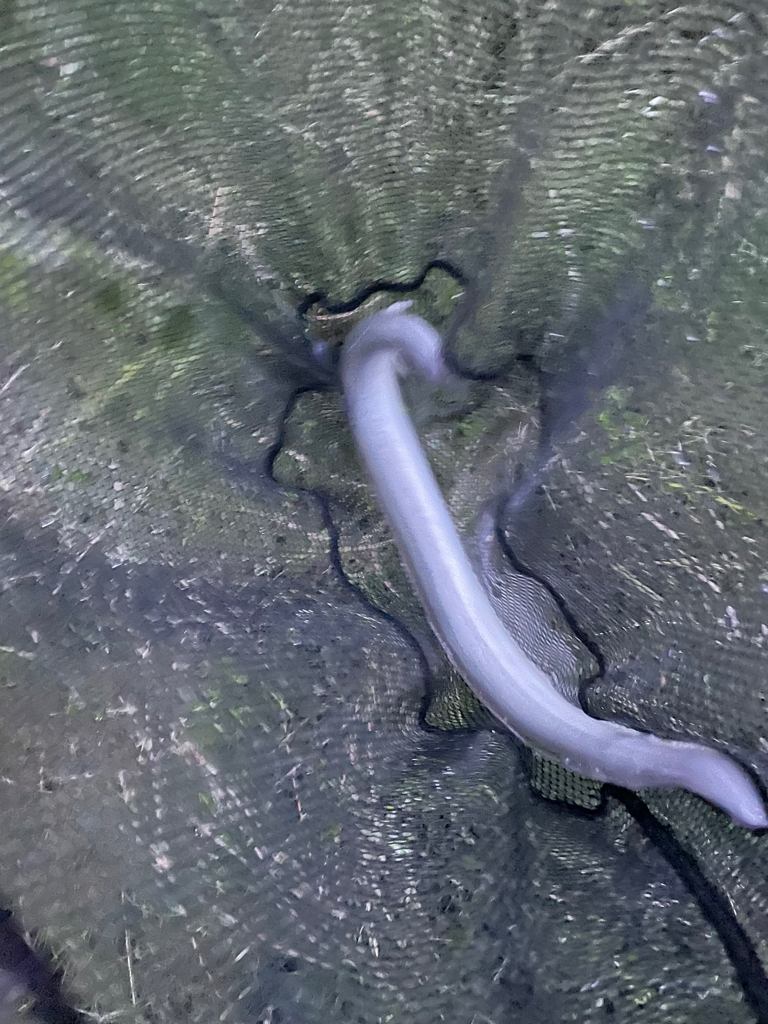 夕方にぶっ込み釣り