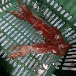 越前沖でイカメタル