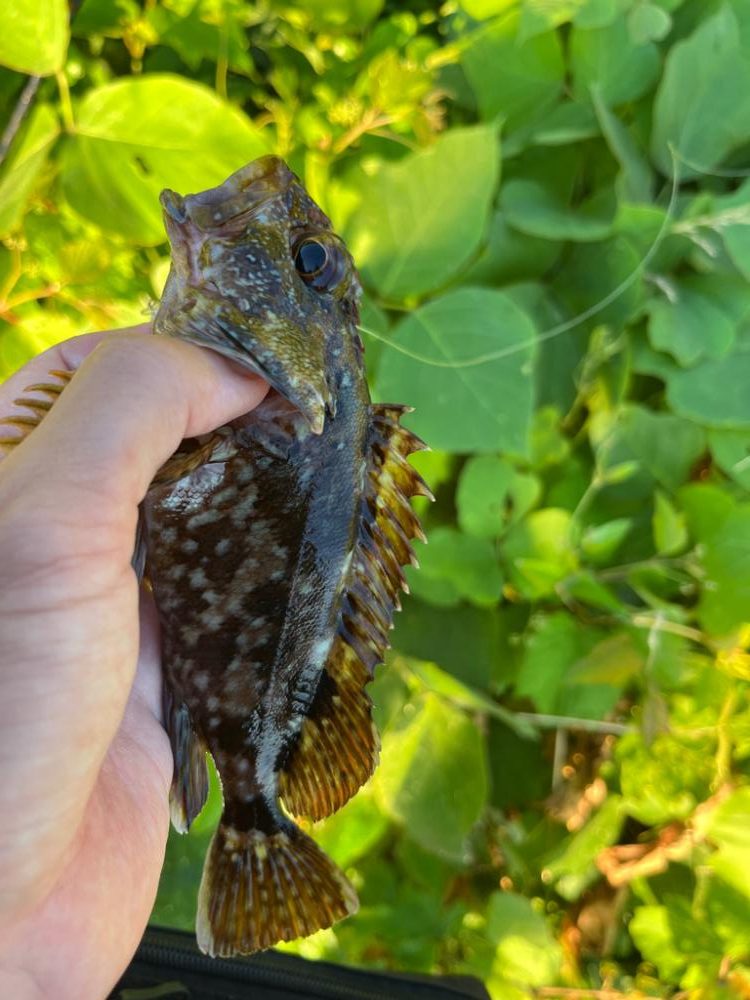 アコウ、ガシラ