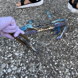 タイワンガザミ