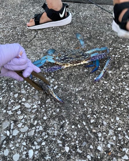 タイワンガザミ