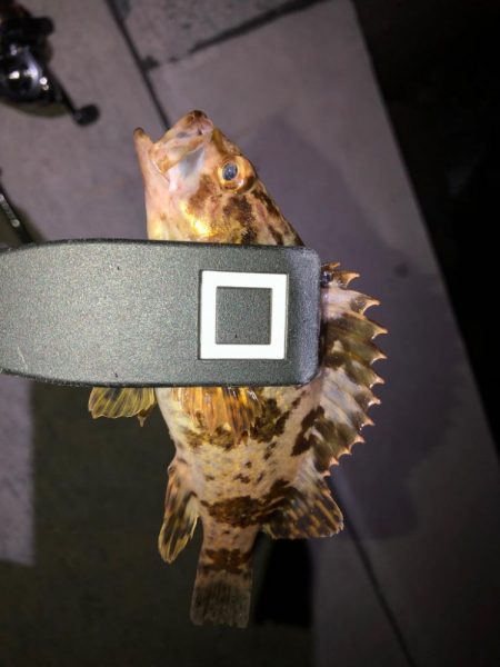 暑かった日(釣果は…)