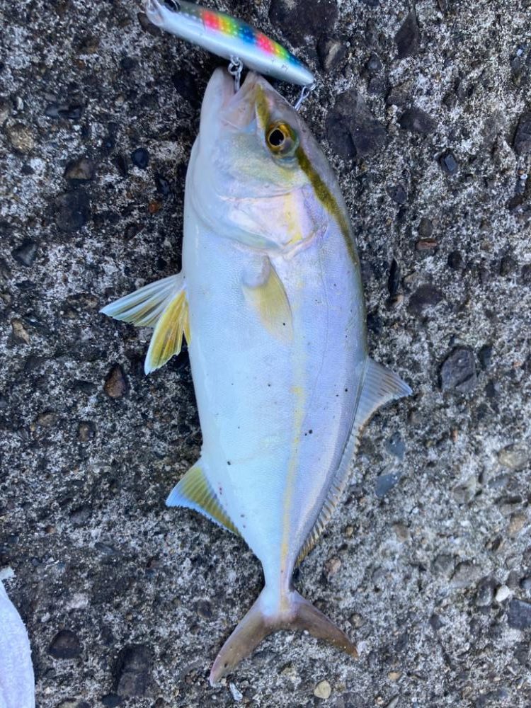 ショアジギング