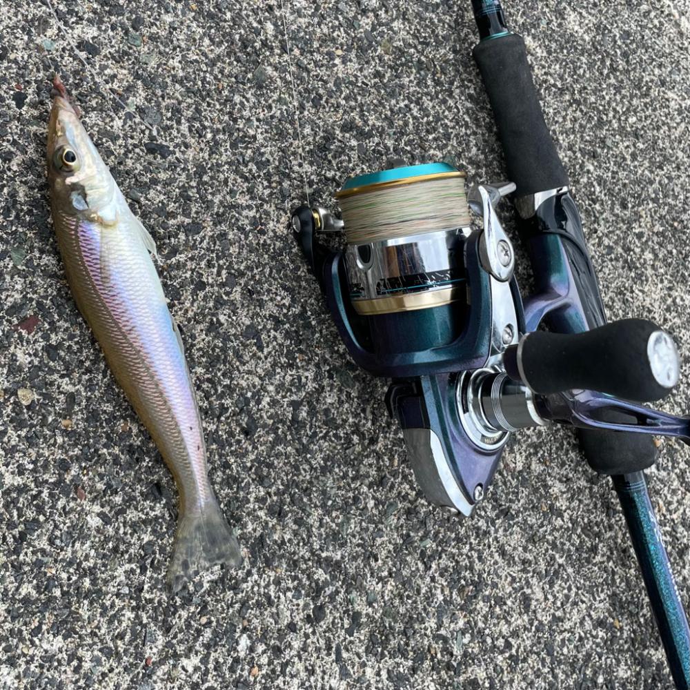 エギロッドでキスちょい投げ