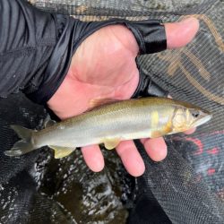 鮎釣り