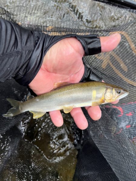 鮎釣り