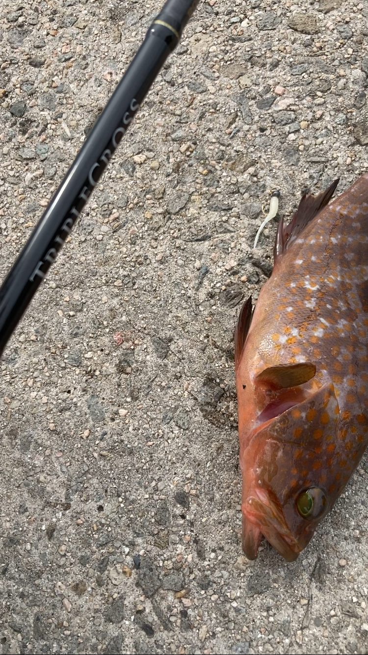 初夢みなと公園でデカキジハタ!