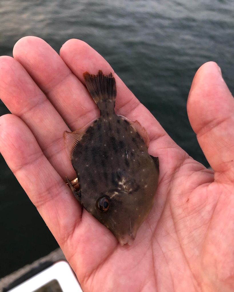 エビ撒きでグレ釣り