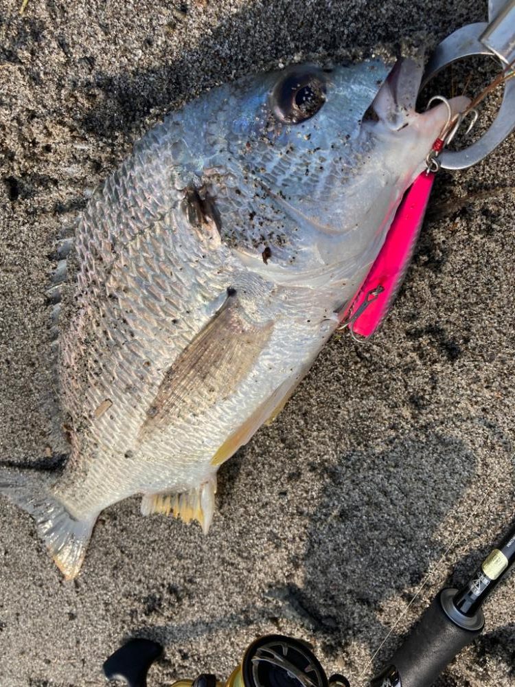 チニングからのキスっニング