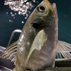 初のボートアジング