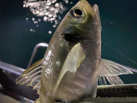 初のボートアジング