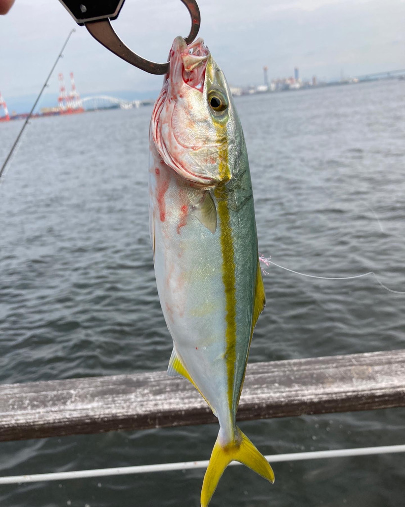 湾奥コスモ青物調査。ツバス30cm。。