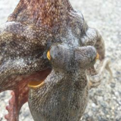 【タコフィネス】タコエギロストゼロで連続7…