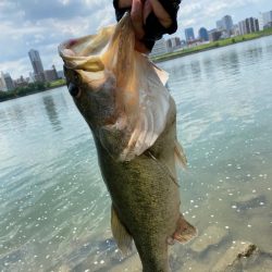 淀川でロクマル釣れたー