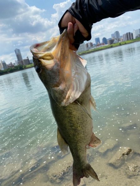 淀川でロクマル釣れたー