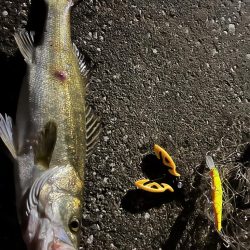 渋めのナイトゲーム