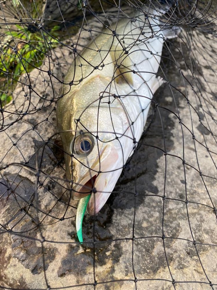 リバーシーバス