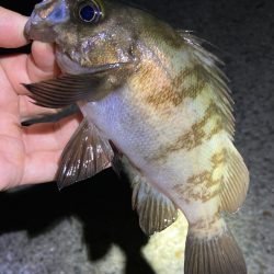 梅雨が明けてもメバリング