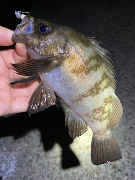 梅雨が明けてもメバリング