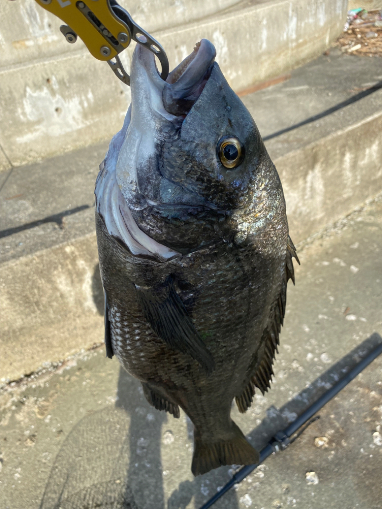 ヘチってきました