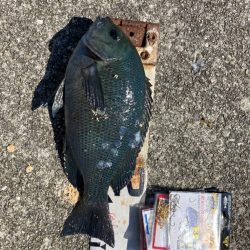 梅雨明けピーカンのグレ狙い