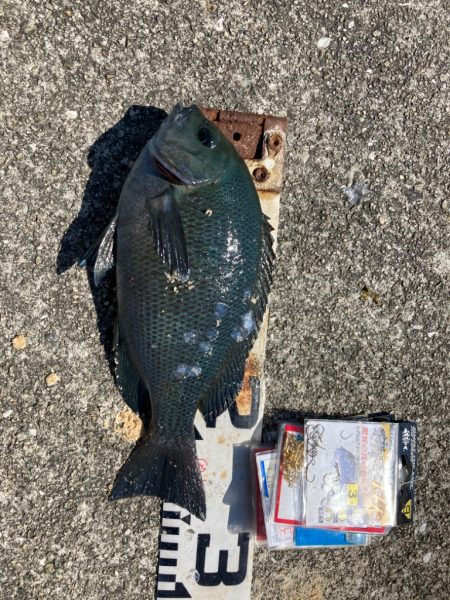 梅雨明けピーカンのグレ狙い