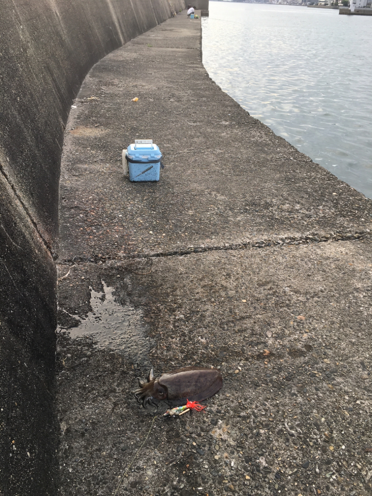 ありがたい!狙いと違う!大物が。