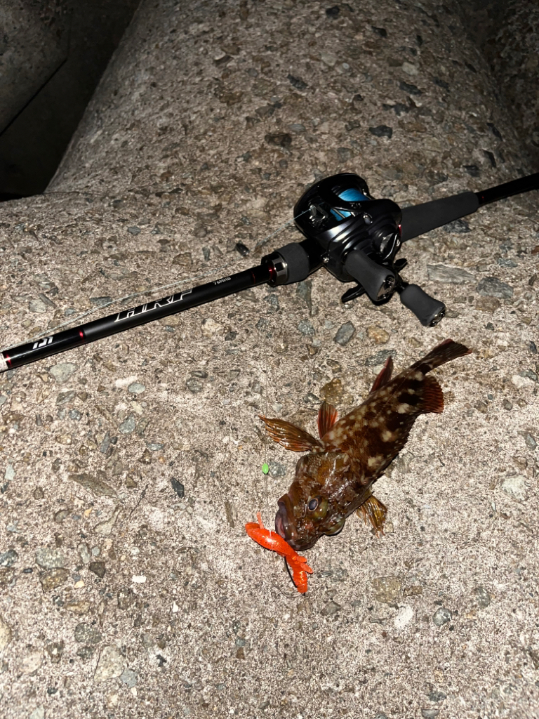 アコウ40up釣りたい