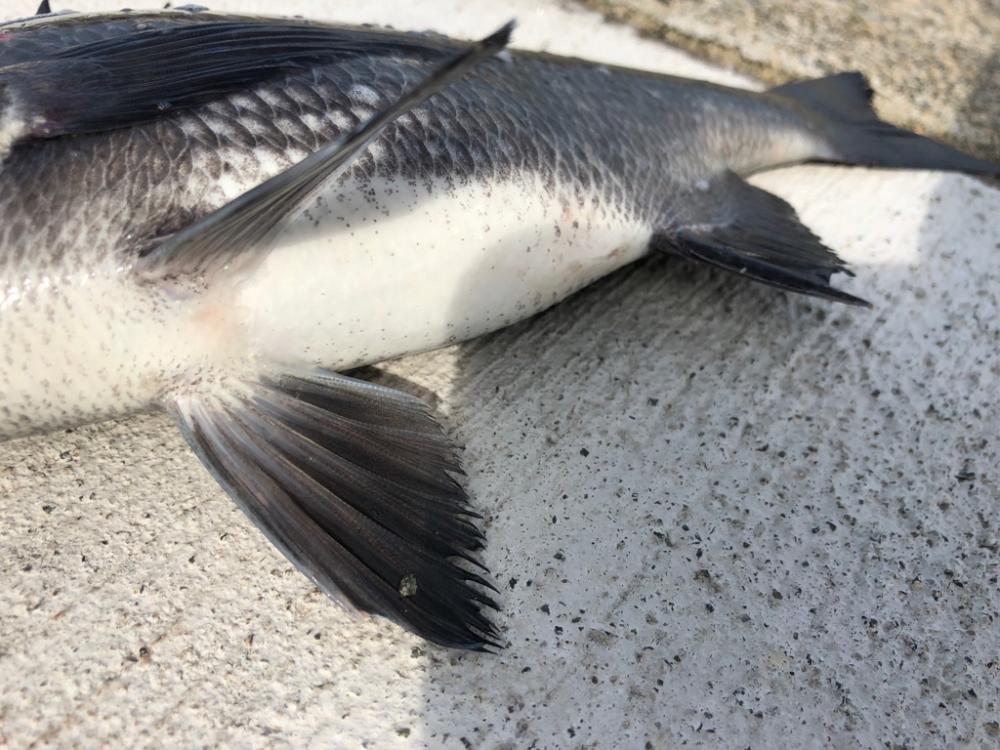 アタリなし渋々の釣行