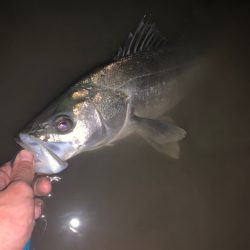 マキマキでリバーシーバス！