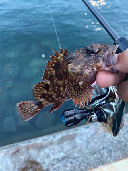 シャローフリークをぶん投げに