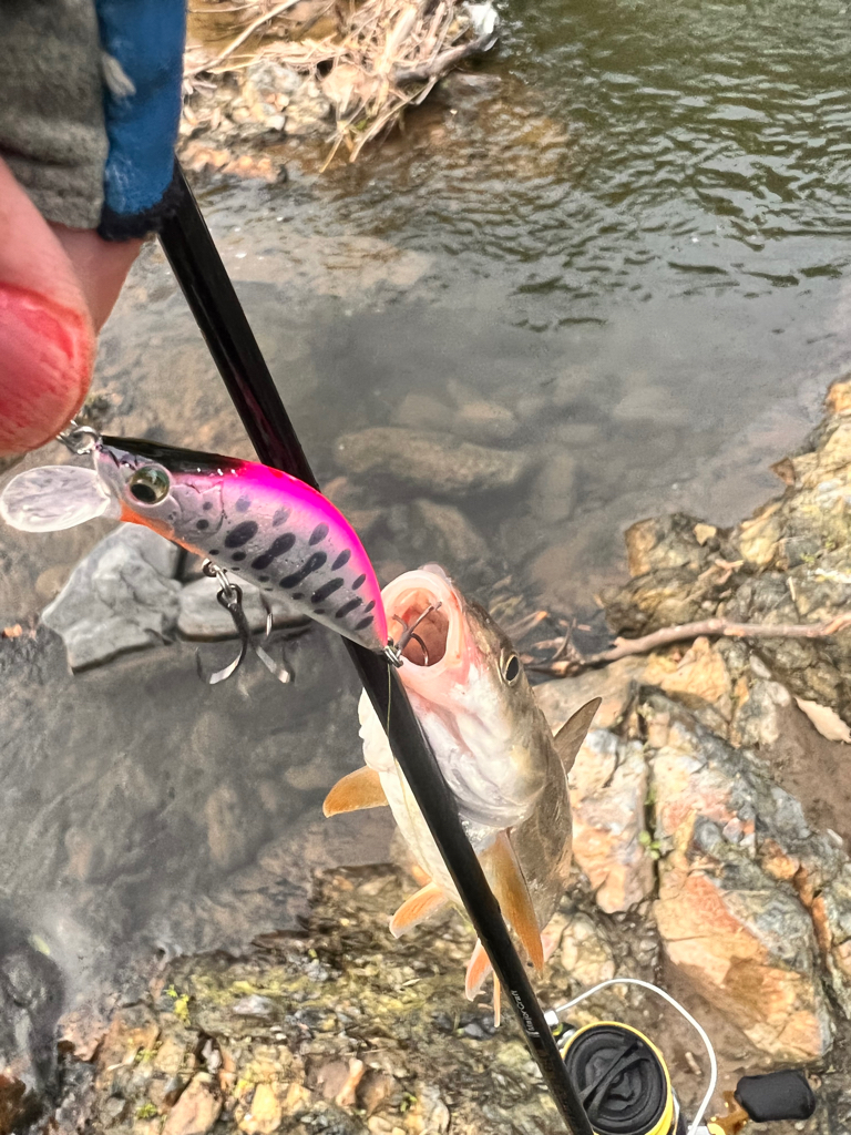 渓流釣行　午後の部