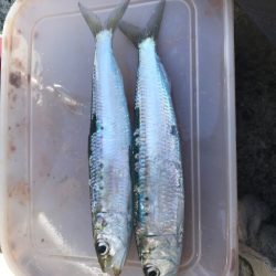 大羽イワシ少なくなった。