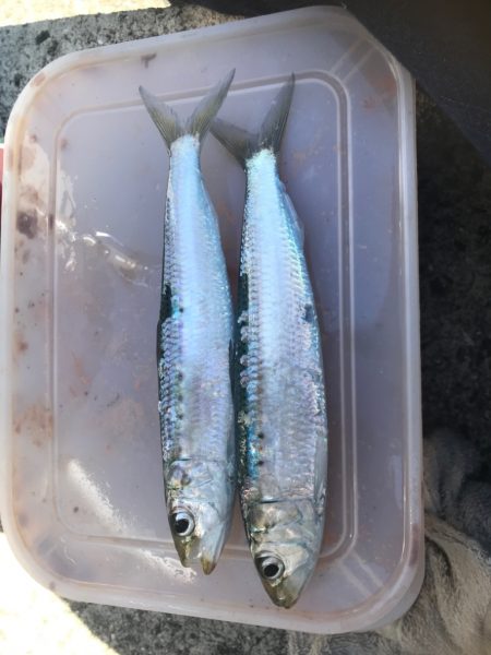 大羽イワシ少なくなった。