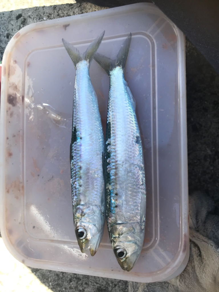 大羽イワシ少なくなった。