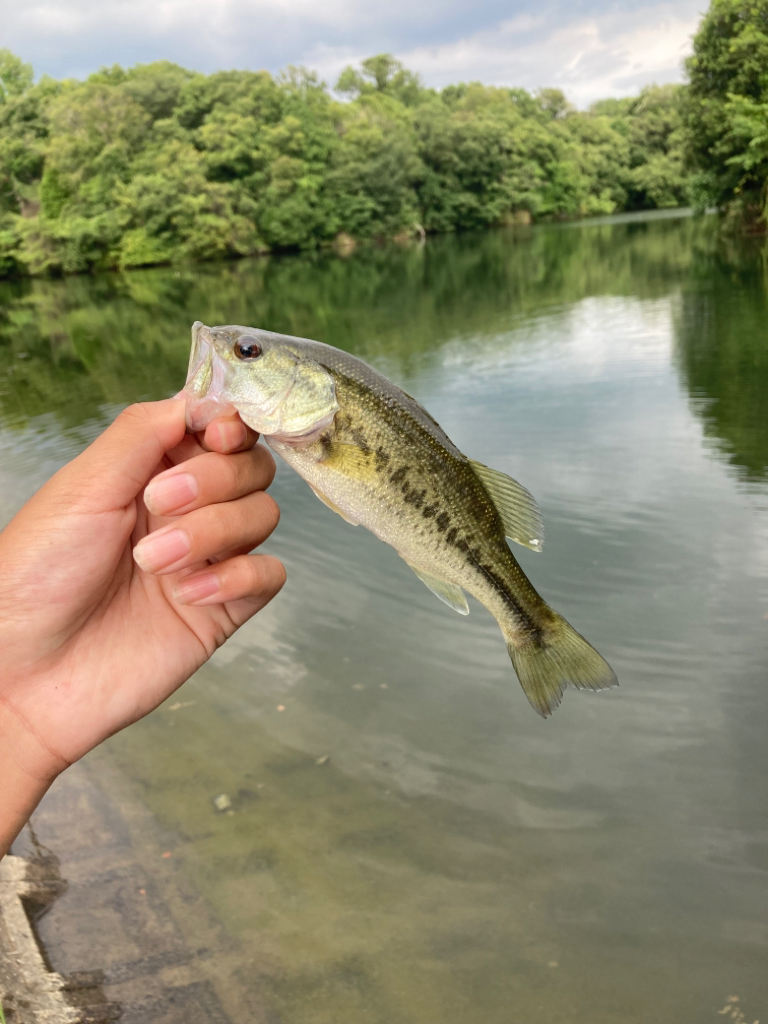 久しぶりのブラックバス釣行