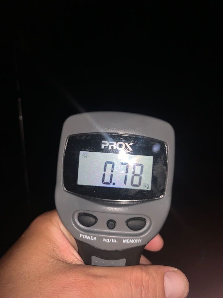 タコの重みを感じたくて!