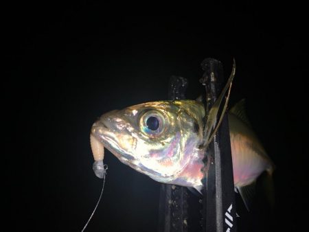 キジハタにアジに癒される