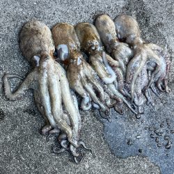 泉大津　オクトパッシング