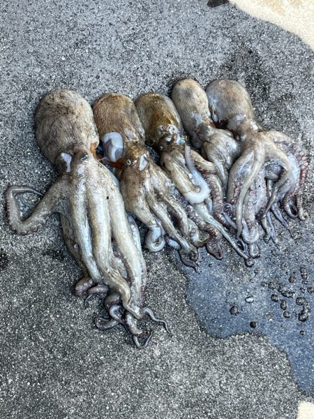 泉大津　オクトパッシング