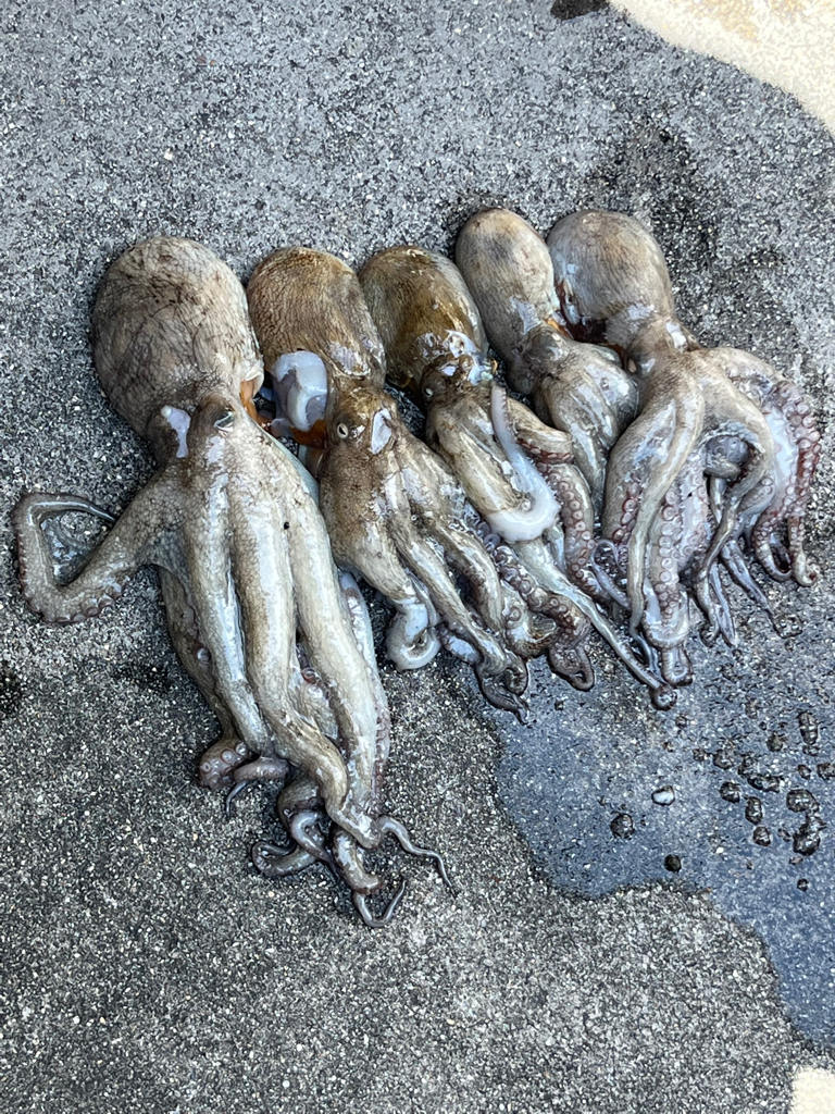 泉大津　オクトパッシング