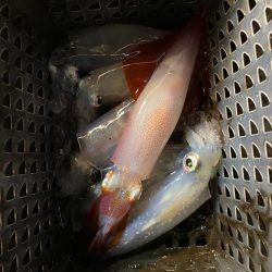 和歌山イカメタル