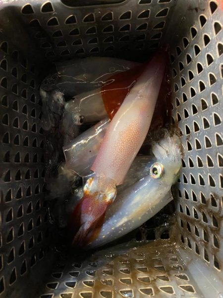 和歌山イカメタル