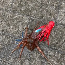 ⭐︎好調阪神にあやかり