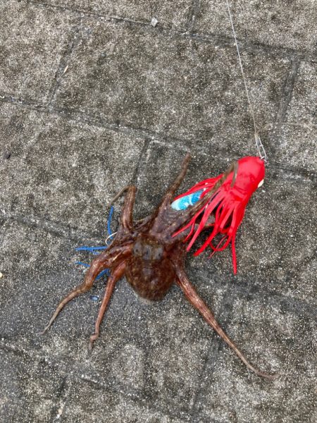 ⭐︎好調阪神にあやかり