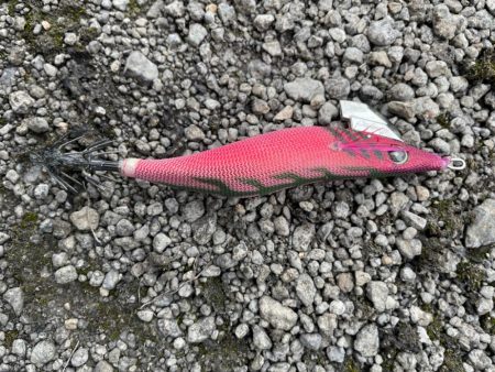 夏イカ遠征２日目