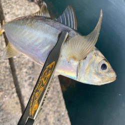 久しぶりの数釣り