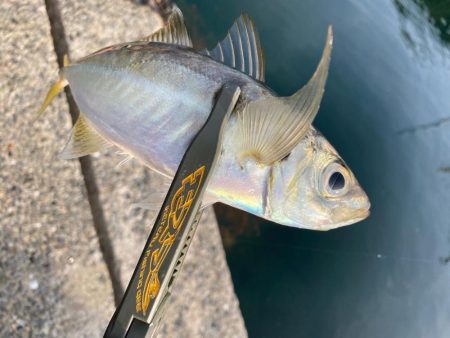 久しぶりの数釣り